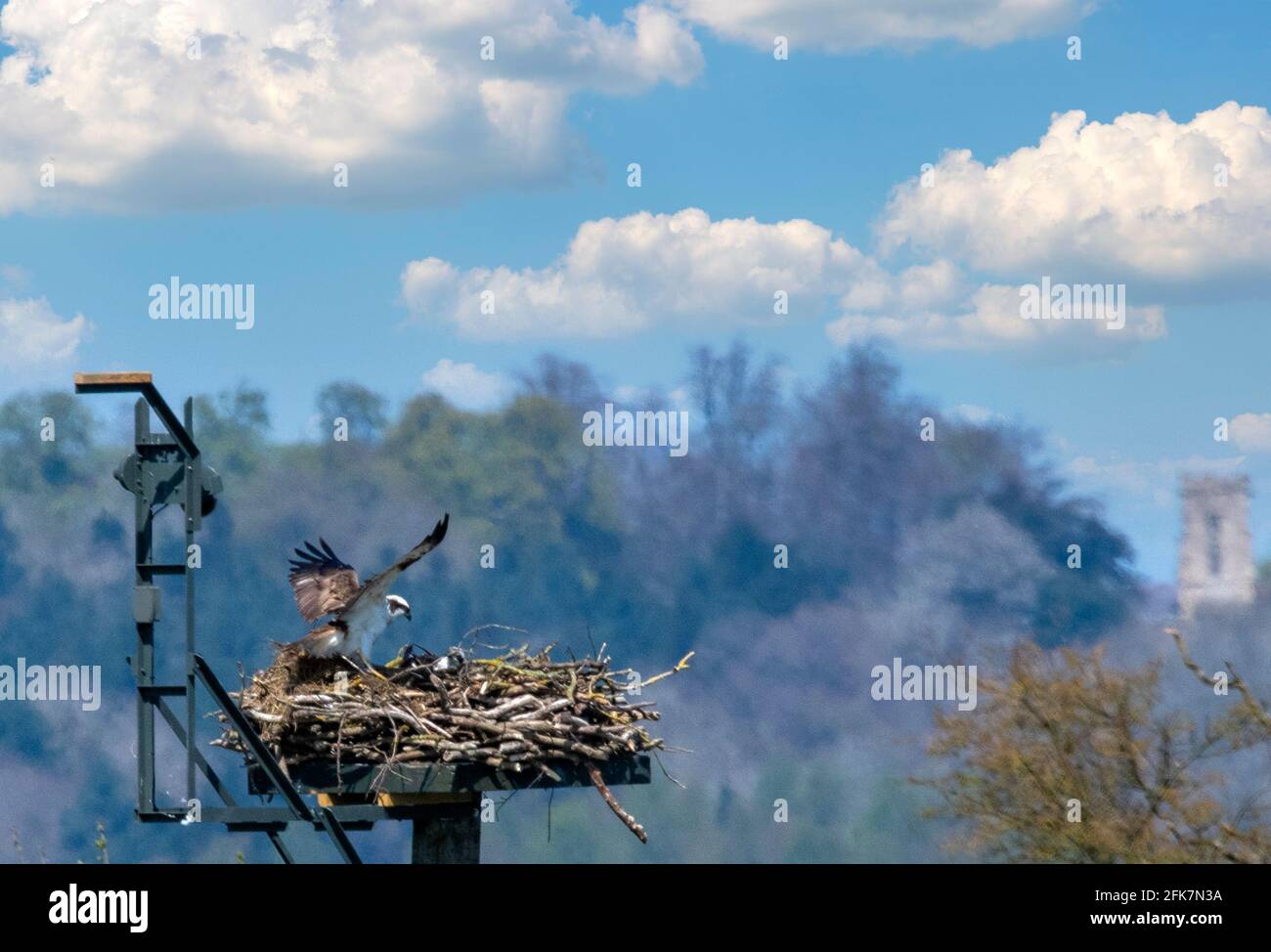 Rutland water nature reserve osprey hires stock photography and images