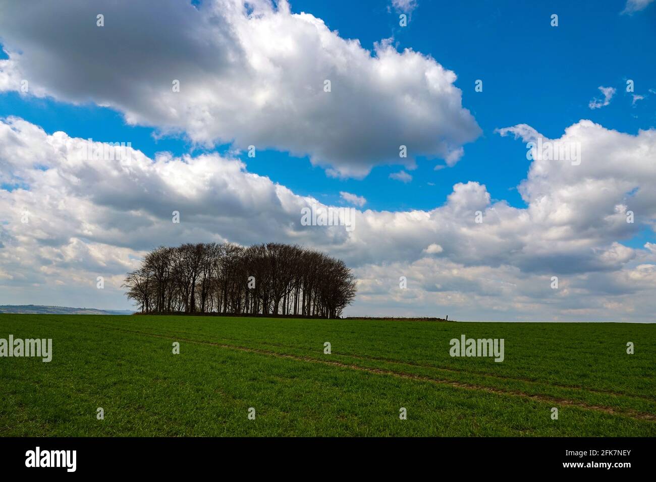 Copse of trees in Peak District, National Park, Peaks, Derbyshire ...