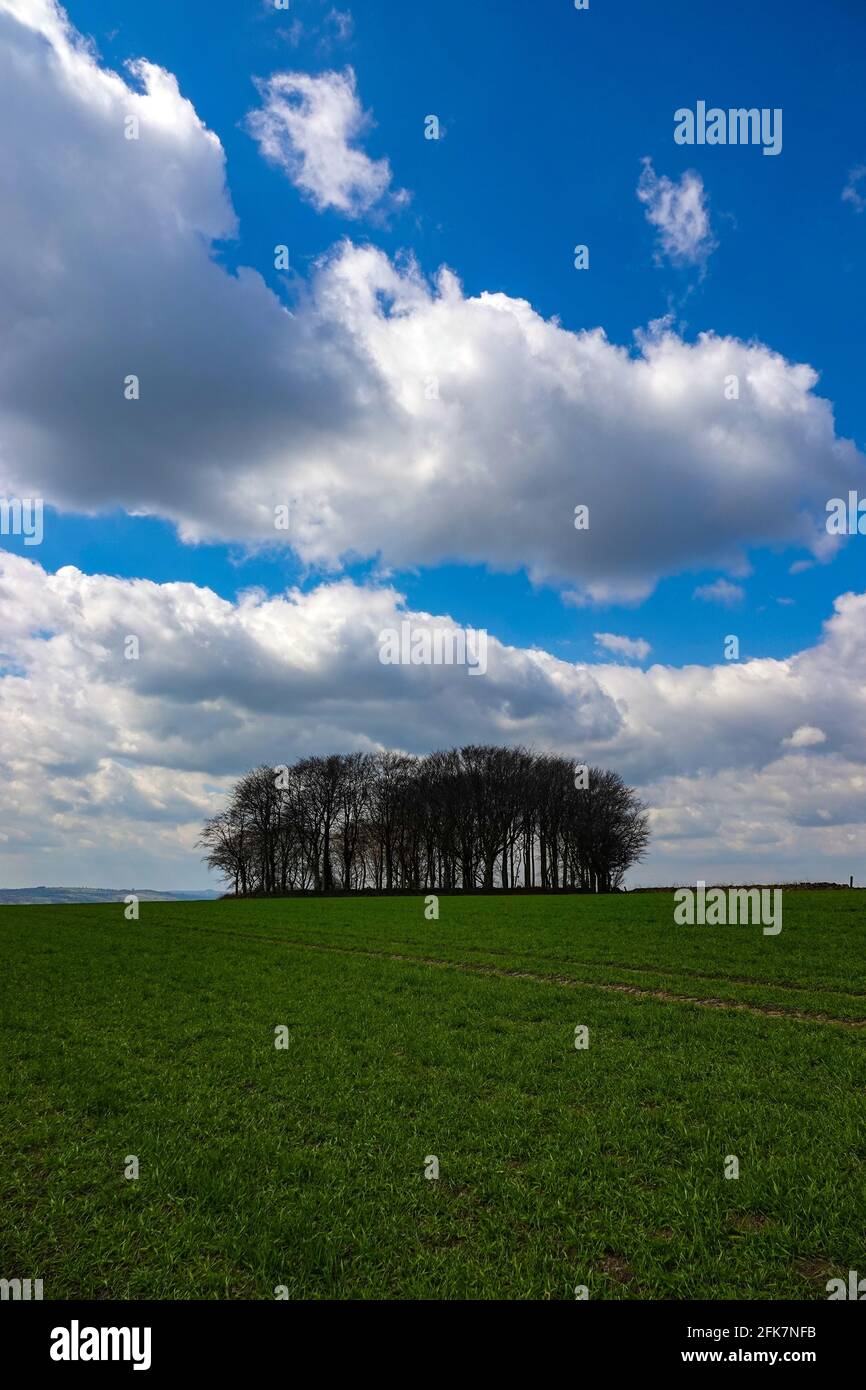 Copse of trees in Peak District, National Park, Peaks, Derbyshire ...