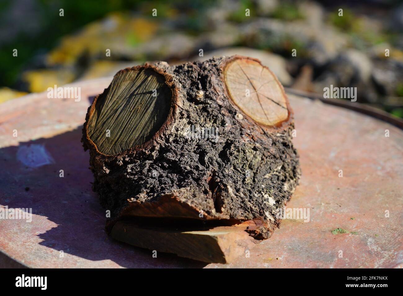 Human face is viewed in a natural growing tree trunk Pareidolia is the tendency for incorrect perception of a stimulus as an object, pattern or meanin Stock Photo