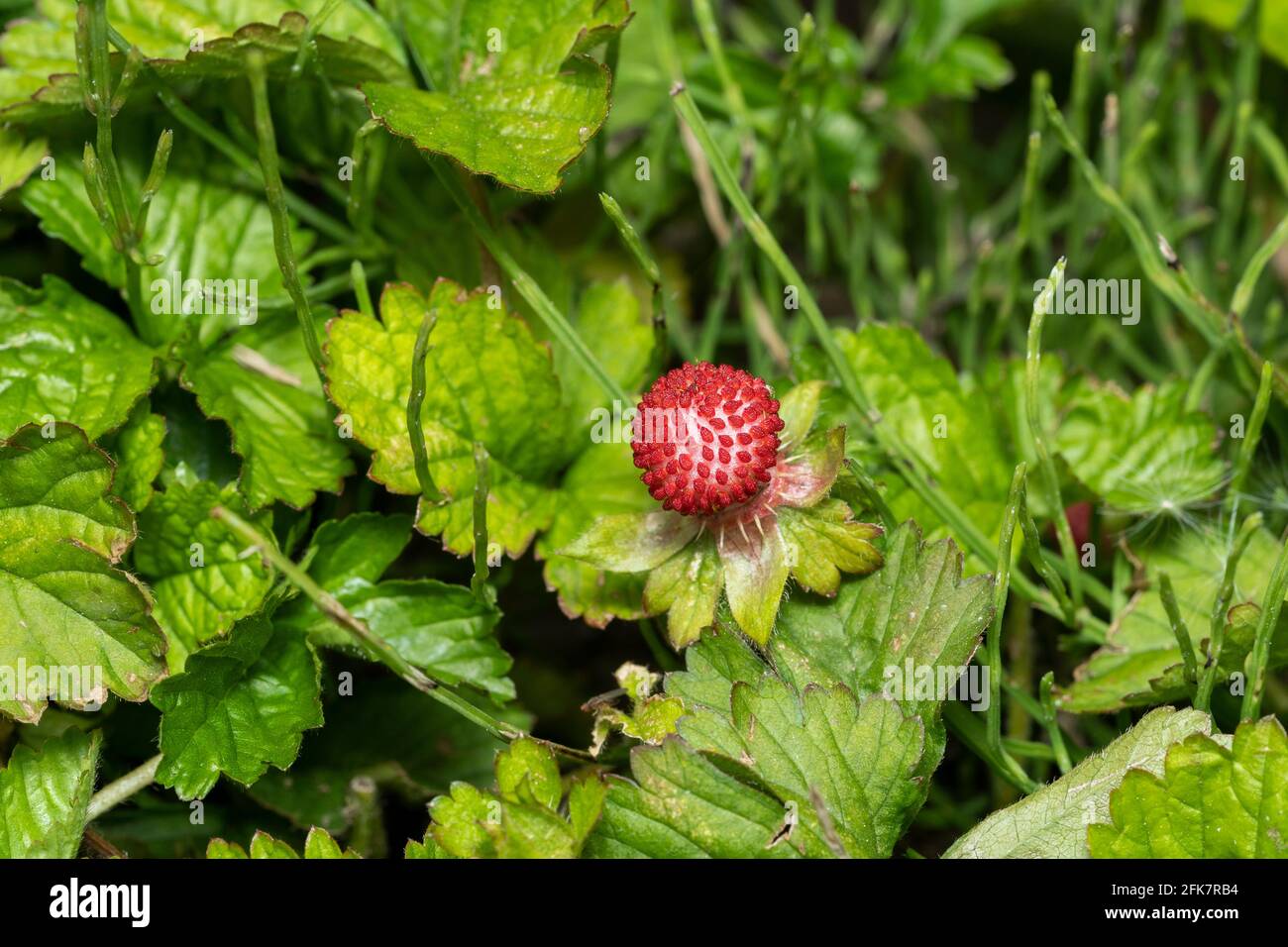 Potentilla Hebiichigo Yonek Isehara City Kanagawa Prefecture Japan Stock Photo Alamy Potentilla Hebiichigo Yonek Isehara City Kanagawa Prefecture Japan Stock Photo Alamy