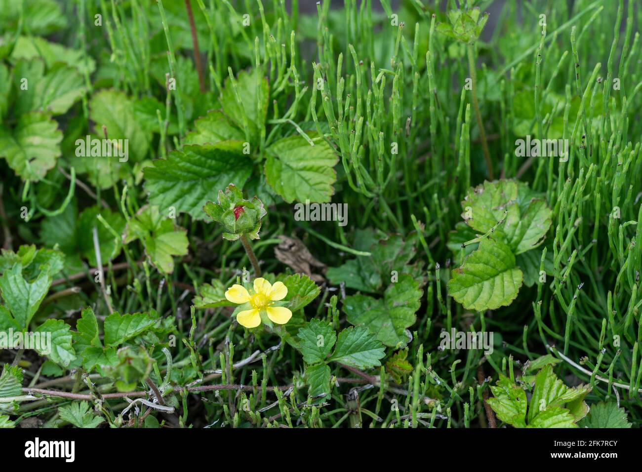 Flower Of Potentilla Hebiichigo Yonek Isehara City Kanagawa Prefecture Japan Stock Photo Alamy Flower Of Potentilla Hebiichigo Yonek Isehara City Kanagawa Prefecture Japan Stock Photo Alamy