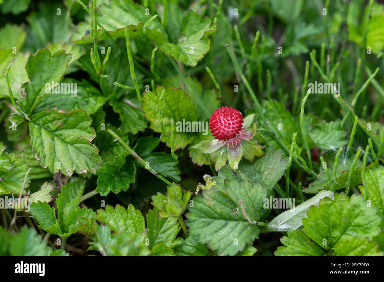 Hebiichigo Hi Res Stock Photography And Images Alamy