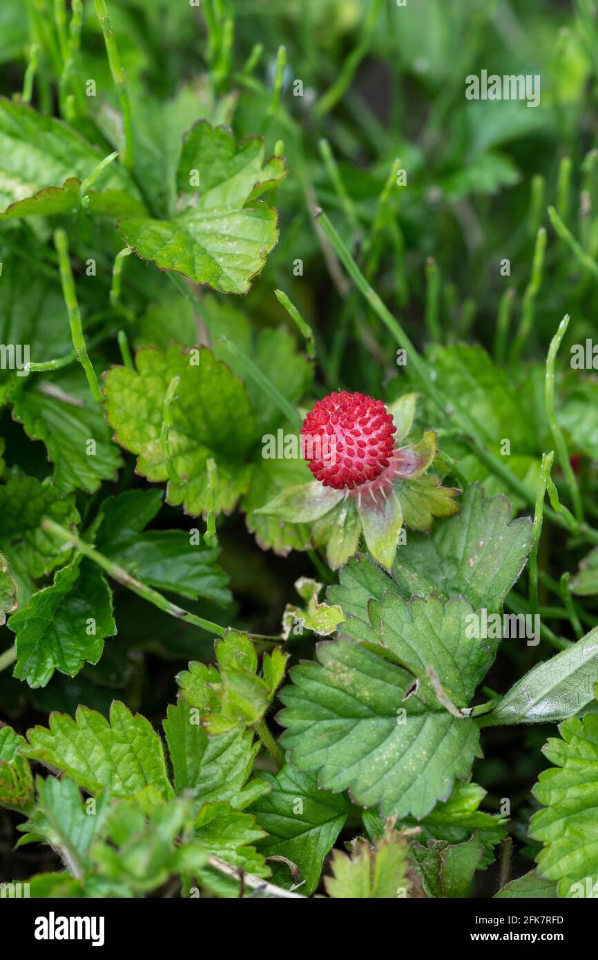 Potentilla Hebiichigo Yonek Isehara City Kanagawa Prefecture Japan Stock Photo Alamy Potentilla Hebiichigo Yonek Isehara City Kanagawa Prefecture Japan Stock Photo Alamy