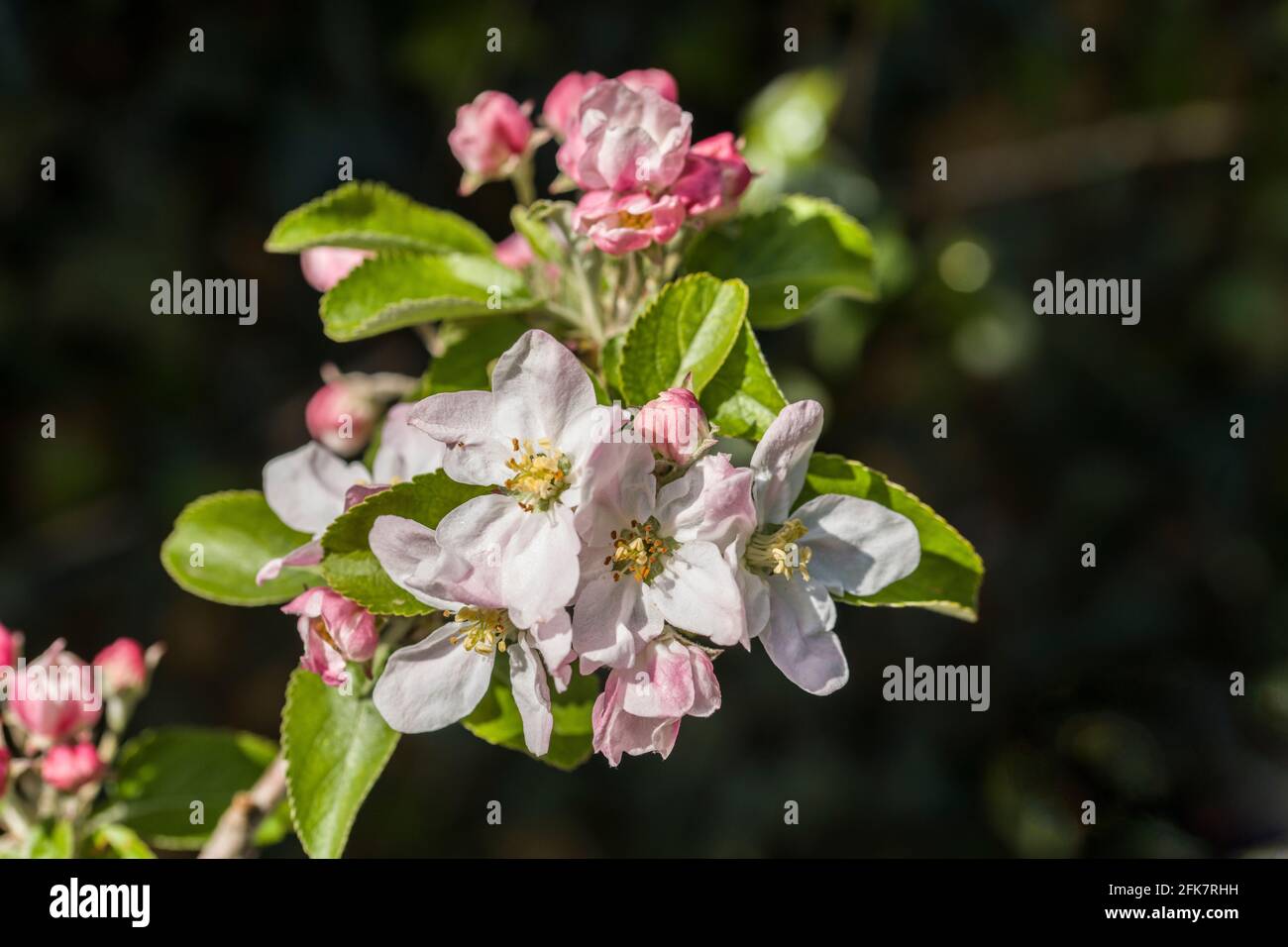 Crab Apple Blossom in Spring sunshine April Stock Photo