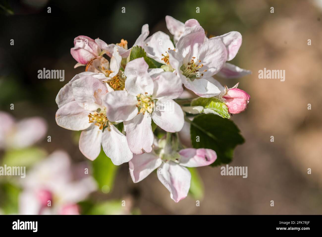 Crab Apple Blossom in Spring sunshine April Stock Photo