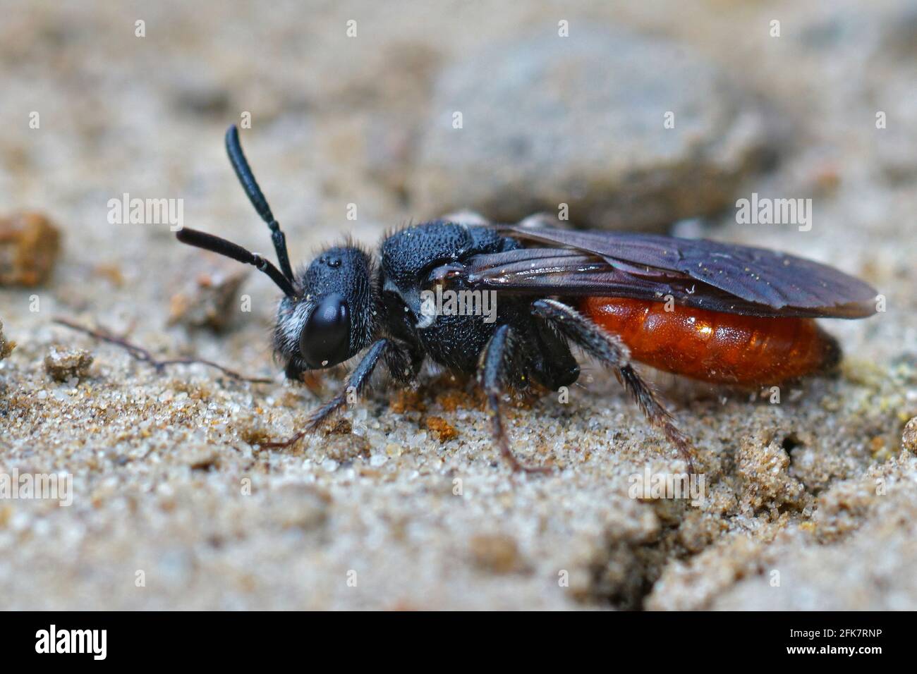 Macro shot of a colorful red parasite cuckoo bee on the ground Stock ...