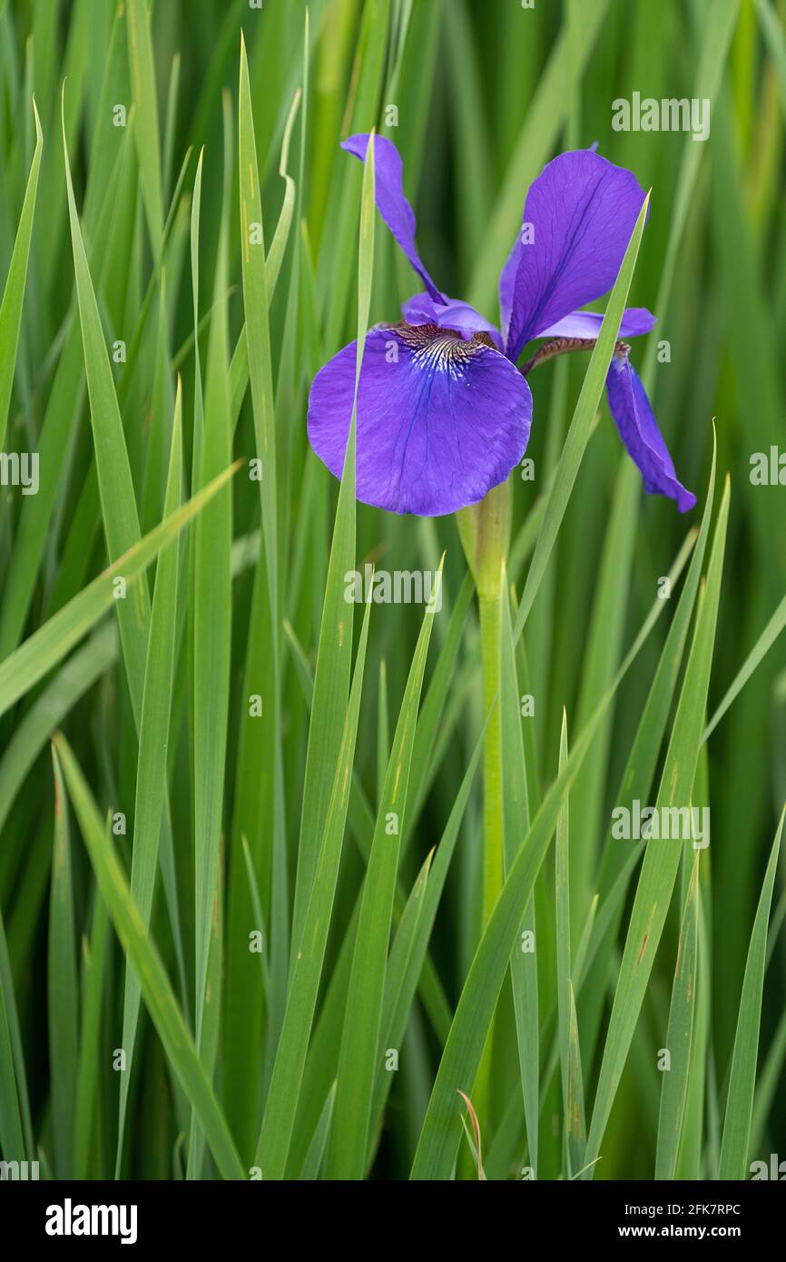 Iris sanguinea at field, Isehara City, Kanagawa Prefecture, Japan Stock Photo