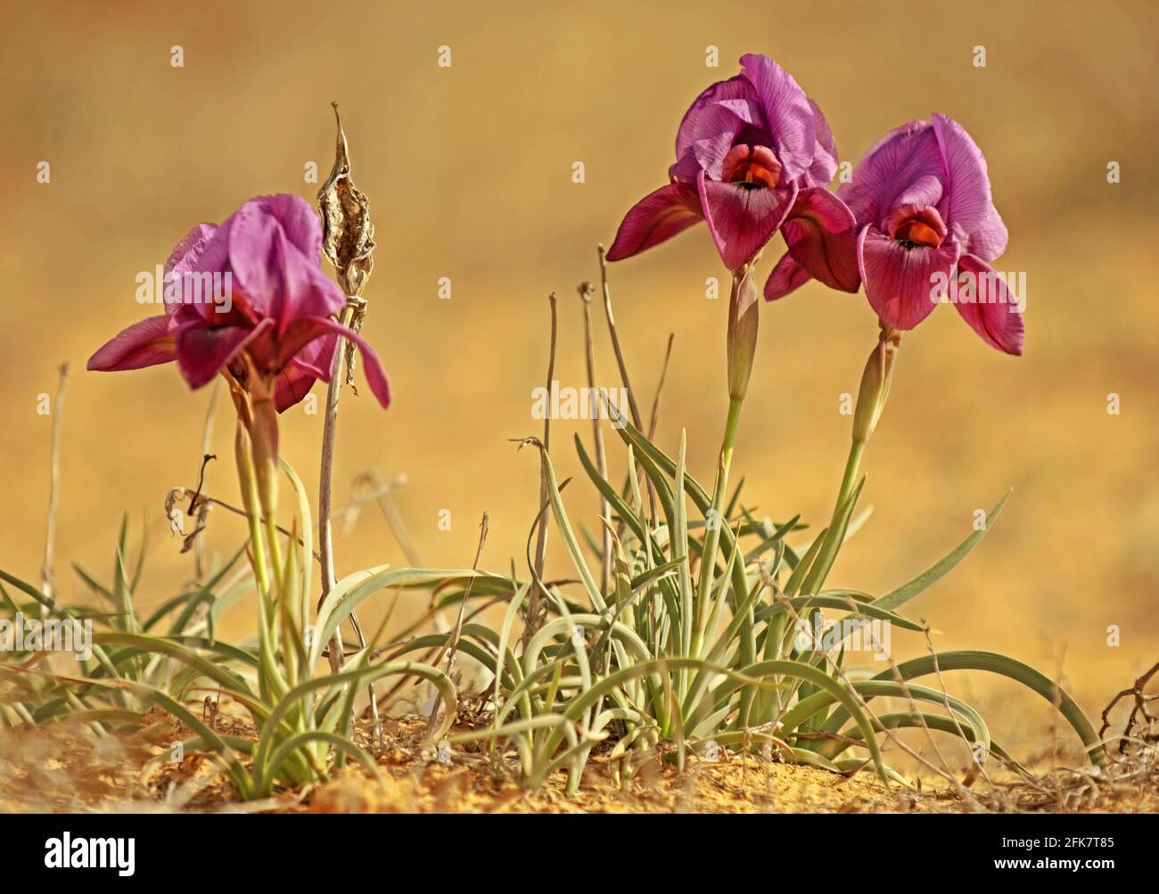 Israel, Negev near Yeruham, purple, Iris petrana, Petra Iris, Yeruham Iris in natural habitat Stock Photo
