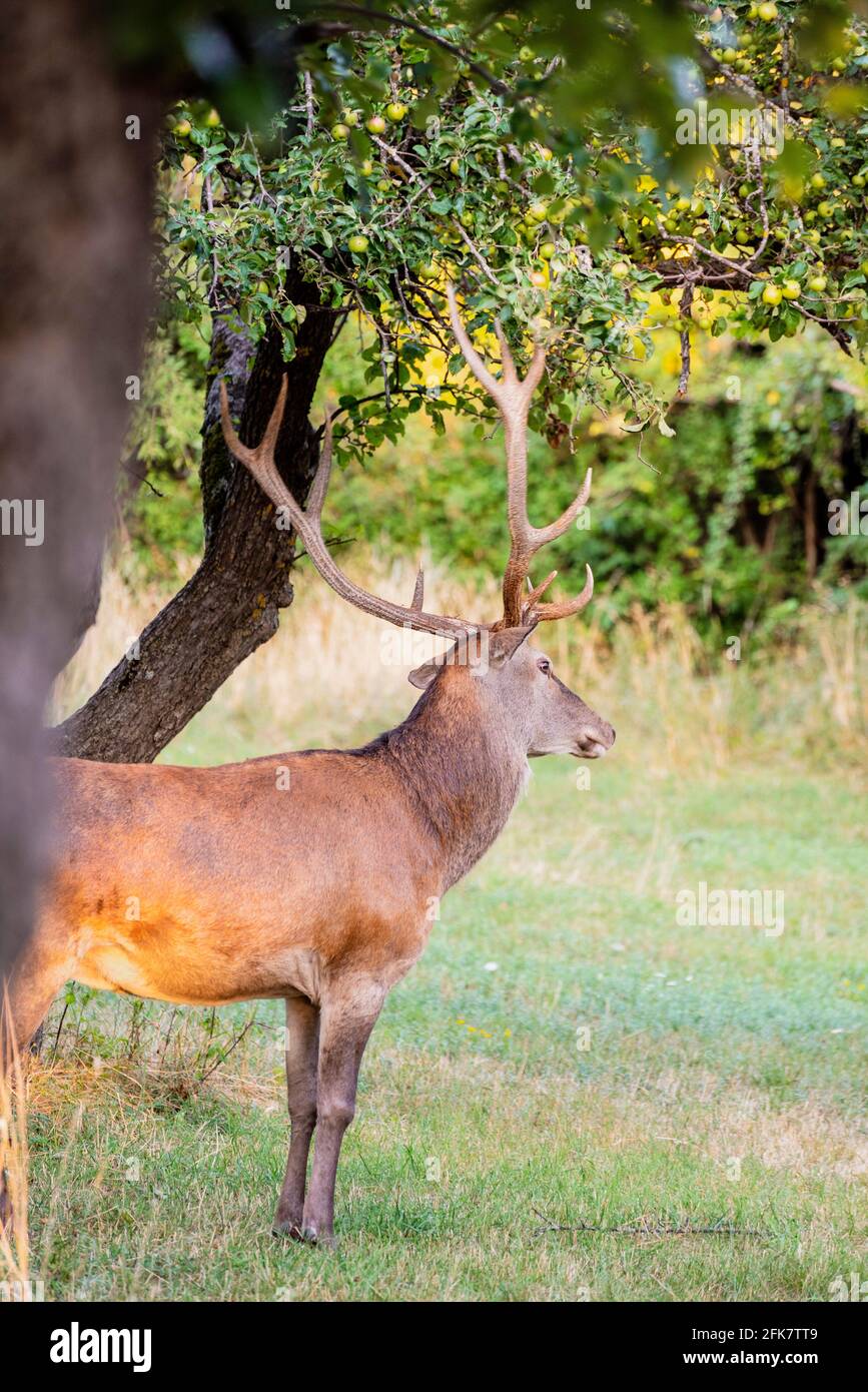 A magnificent male deer is eating in the woods Stock Photo