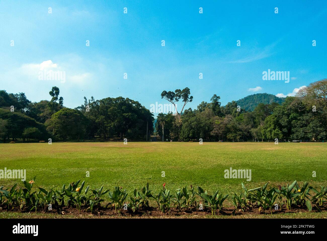 Kandy, Peradeniya botanical garden, Sri Lanka: panoramic image of Peradeniya botanical garden Stock Photo