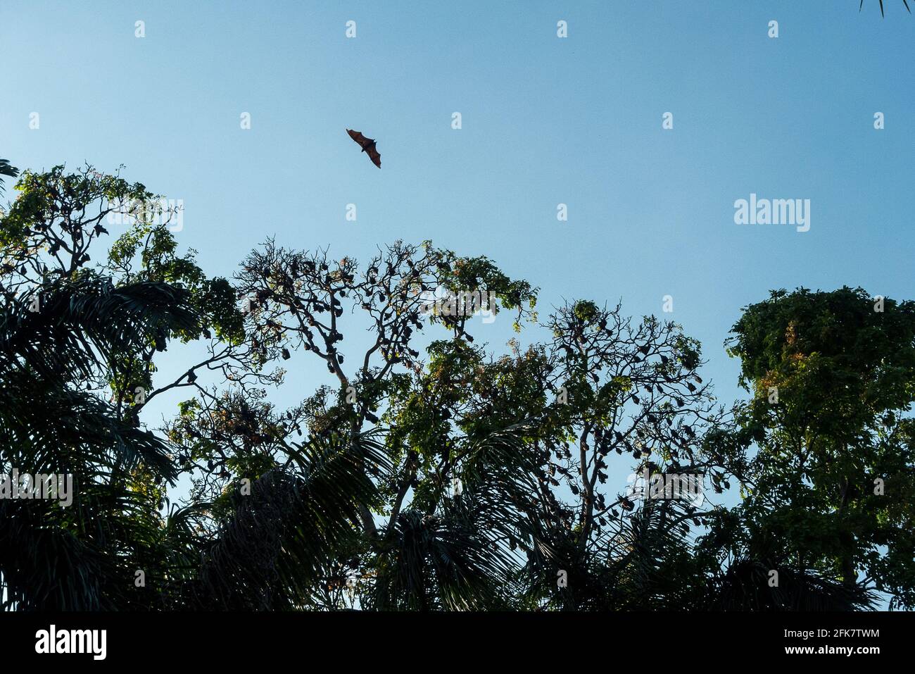 Kandy, Peradeniya botanical garden, Sri Lanka: a Pteropodida flies around a tree where many other Pteropodidae are hung Stock Photo