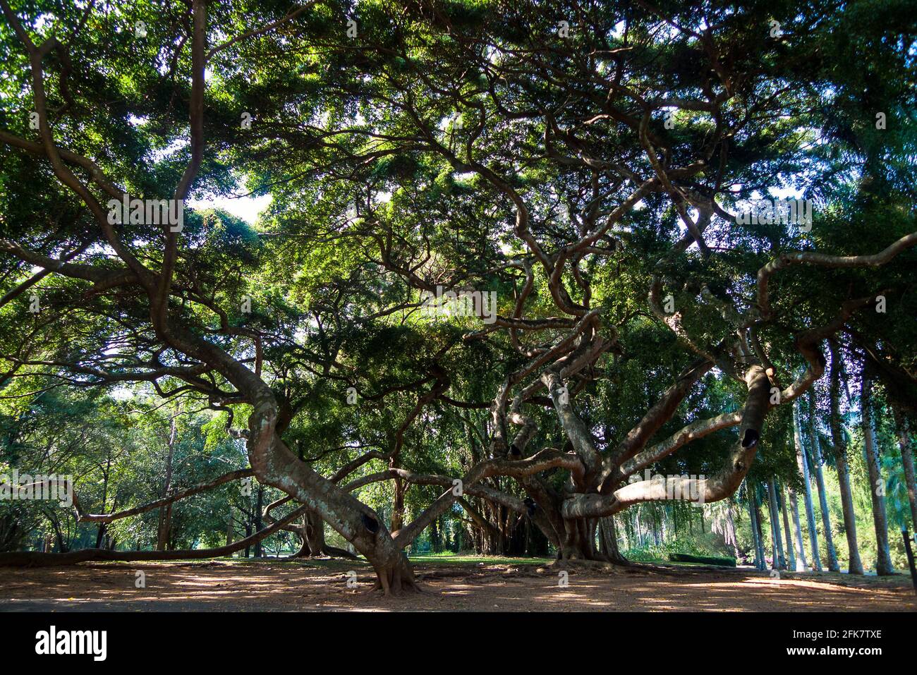 Kandy, Peradeniya botanical garden, Sri Lanka: large trees with intertwined branches Stock Photo