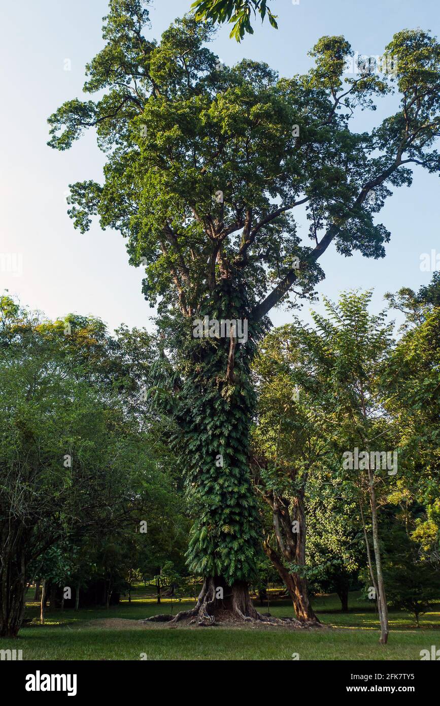 Kandy, Peradeniya botanical garden, Sri Lanka: tree covered by vegetation Stock Photo