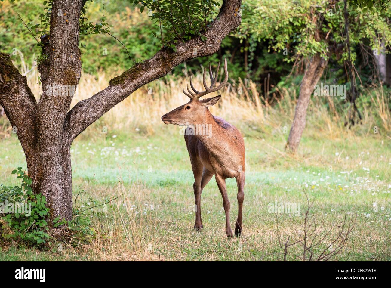 A magnificent male deer is eating in the woods Stock Photo