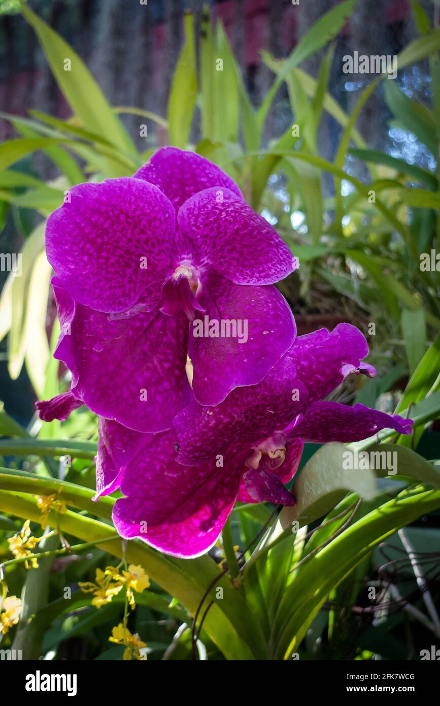 Kandy, Peradeniya botanical garden, Sri Lanka: purple orchid Stock Photo