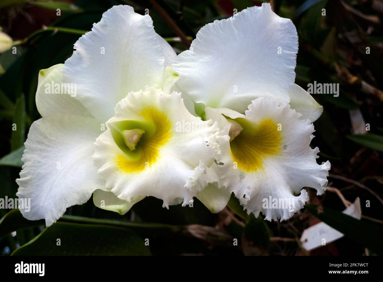 Kandy, Peradeniya botanical garden, Sri Lanka: white orchid Stock Photo