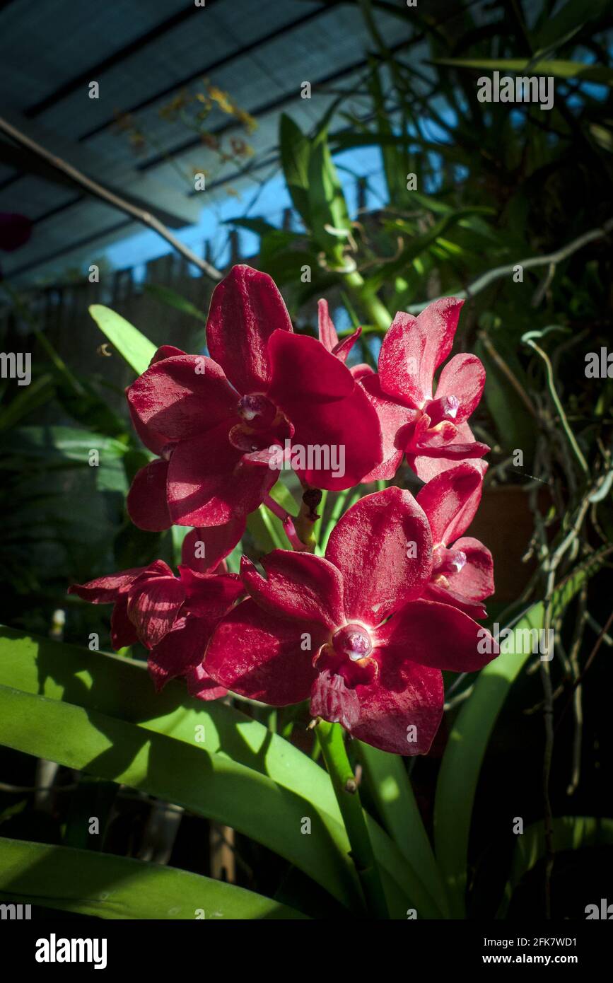 Kandy, Peradeniya botanical garden, Sri Lanka: red orchid Stock Photo