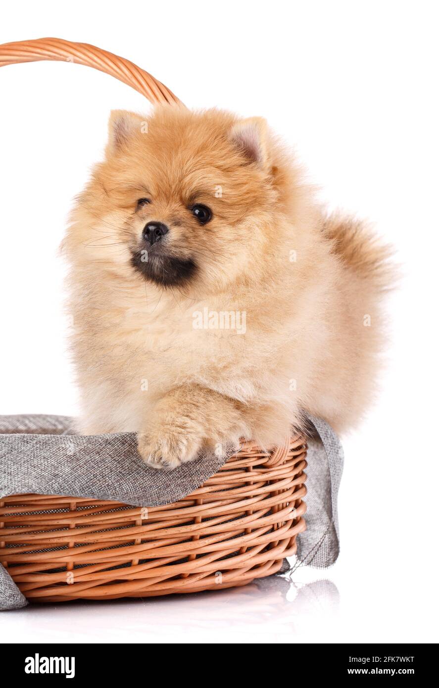 Pomeranian Spitz in a wicker basket isolated on white background. Studio shooting. Stock Photo