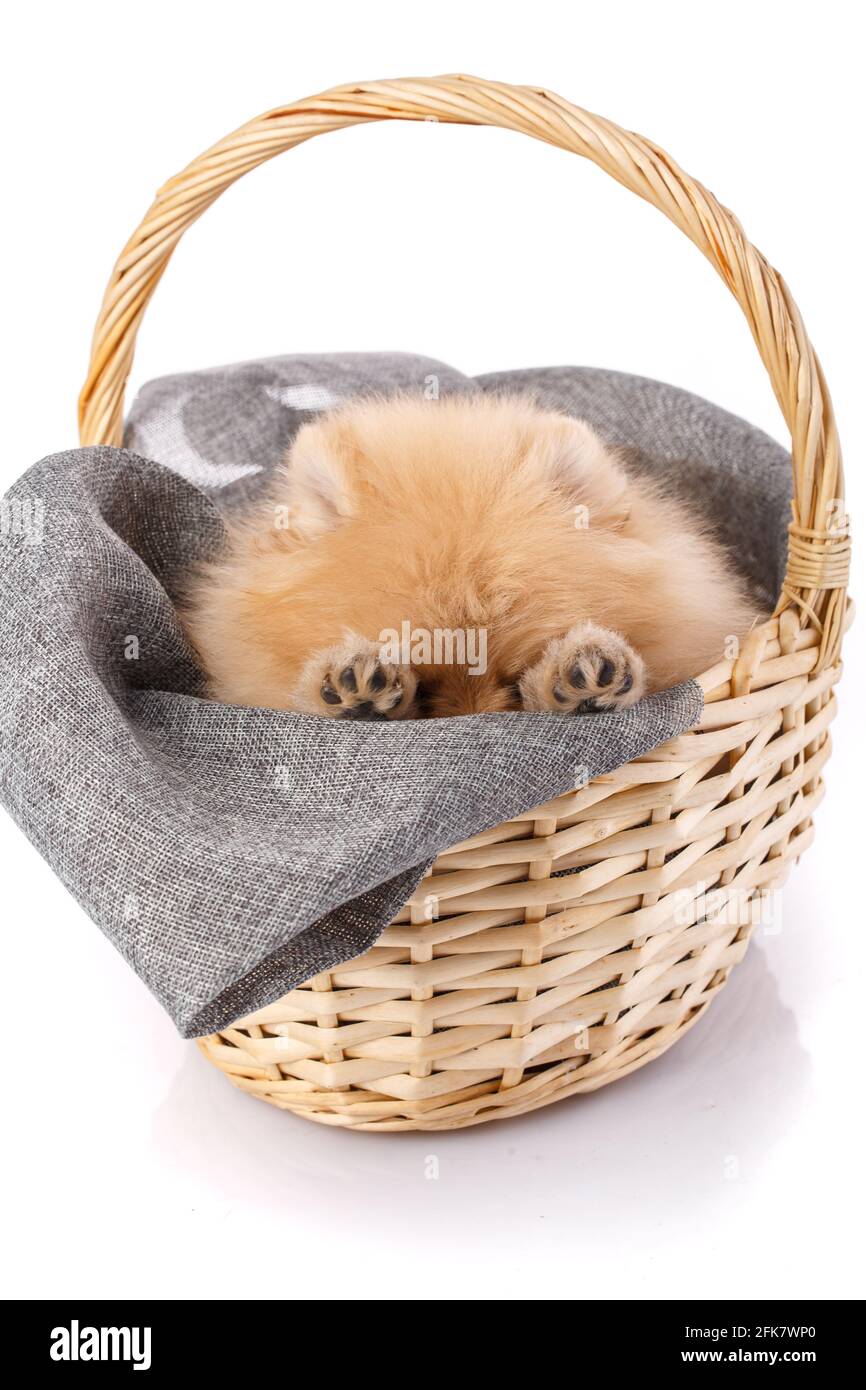 Playful dog of the Pomeranian Spitz breed hides in a wicker basket. Shooting on a white background. Stock Photo