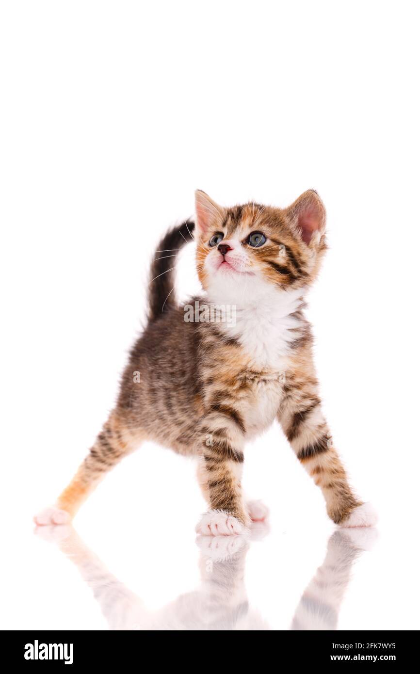 One short haired baby cat on white background. Shooting homeless animals in the studio. Home search concept for animals. Stock Photo