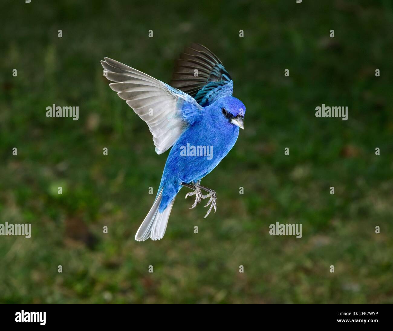 Indigo bunting (Passerina cyanea) male flying, Galveston, Texas, USA