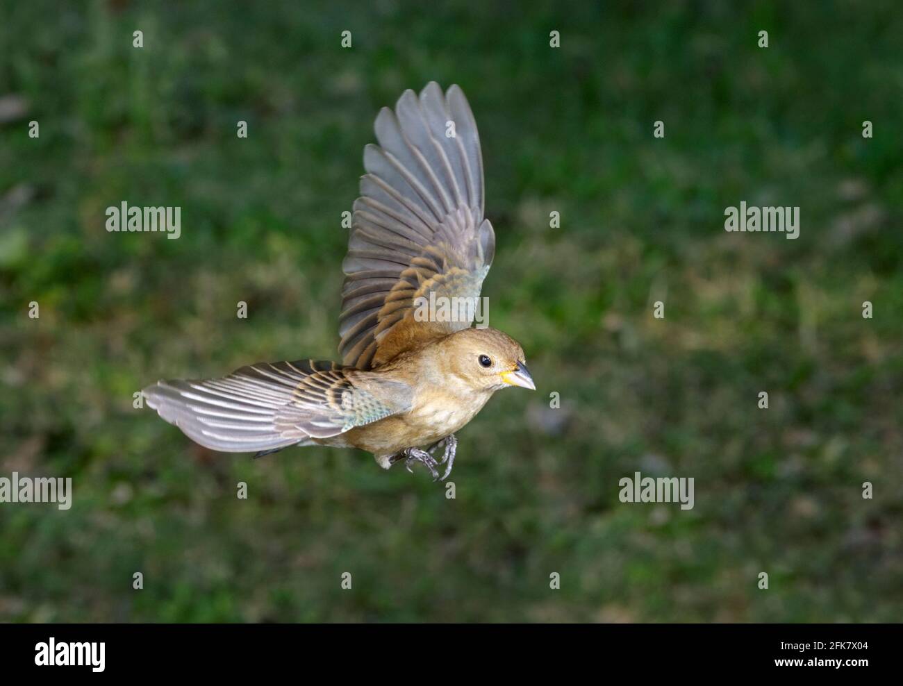 Indigo bunting (Passerina cyanea) female flying, Galveston, Texas, USA
