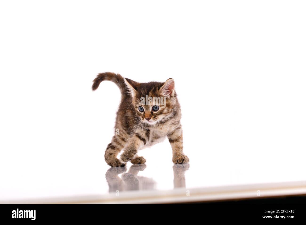 Striped kitten walks in front of a white background in the studio. Shooting pets. Stock Photo