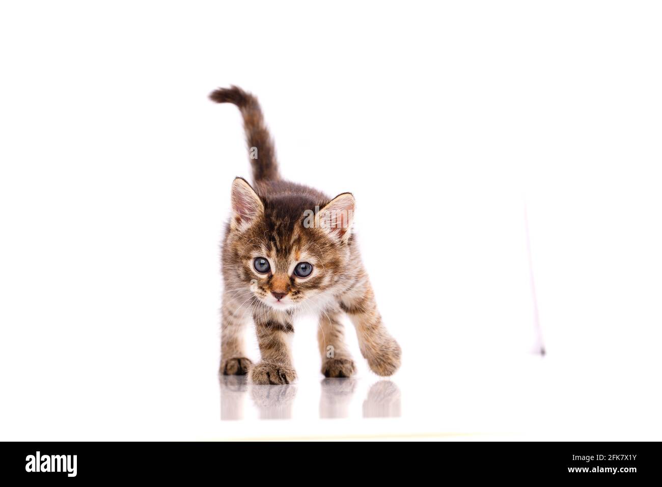 One short haired baby cat on white background. Shooting homeless animals in the studio. Home search concept for animals. Stock Photo