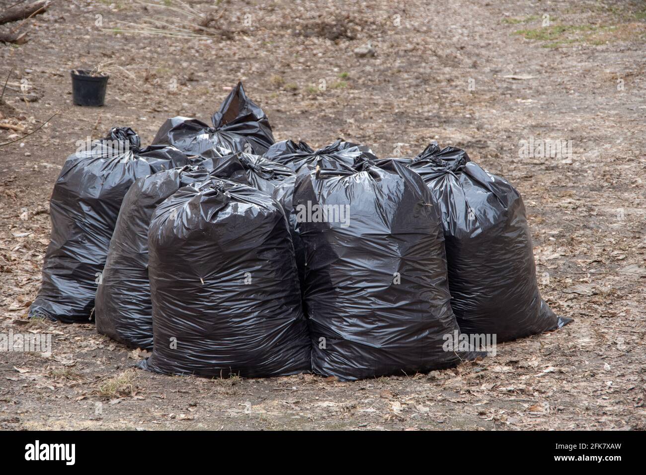 Large overflowing black trash bags full of raked up dry tree
