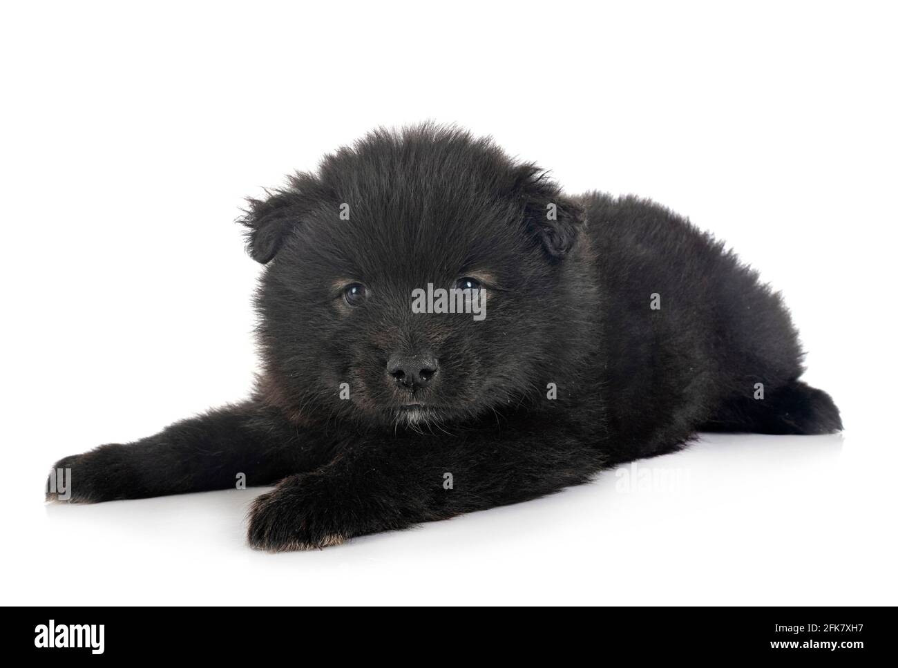 puppy Finnish Lapphund in front of white background Stock Photo - Alamy