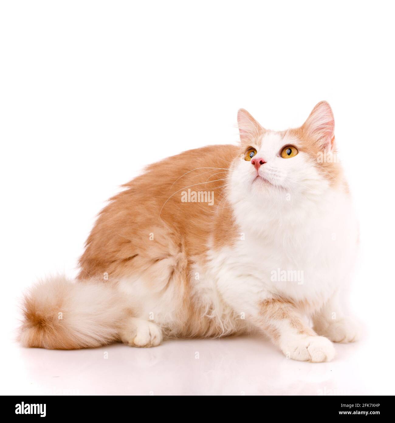 Close up of a domestic cat with red and white fur intently looking up with big eyes. Isolated. Adorable domestic pets. Concept template for website or Stock Photo
