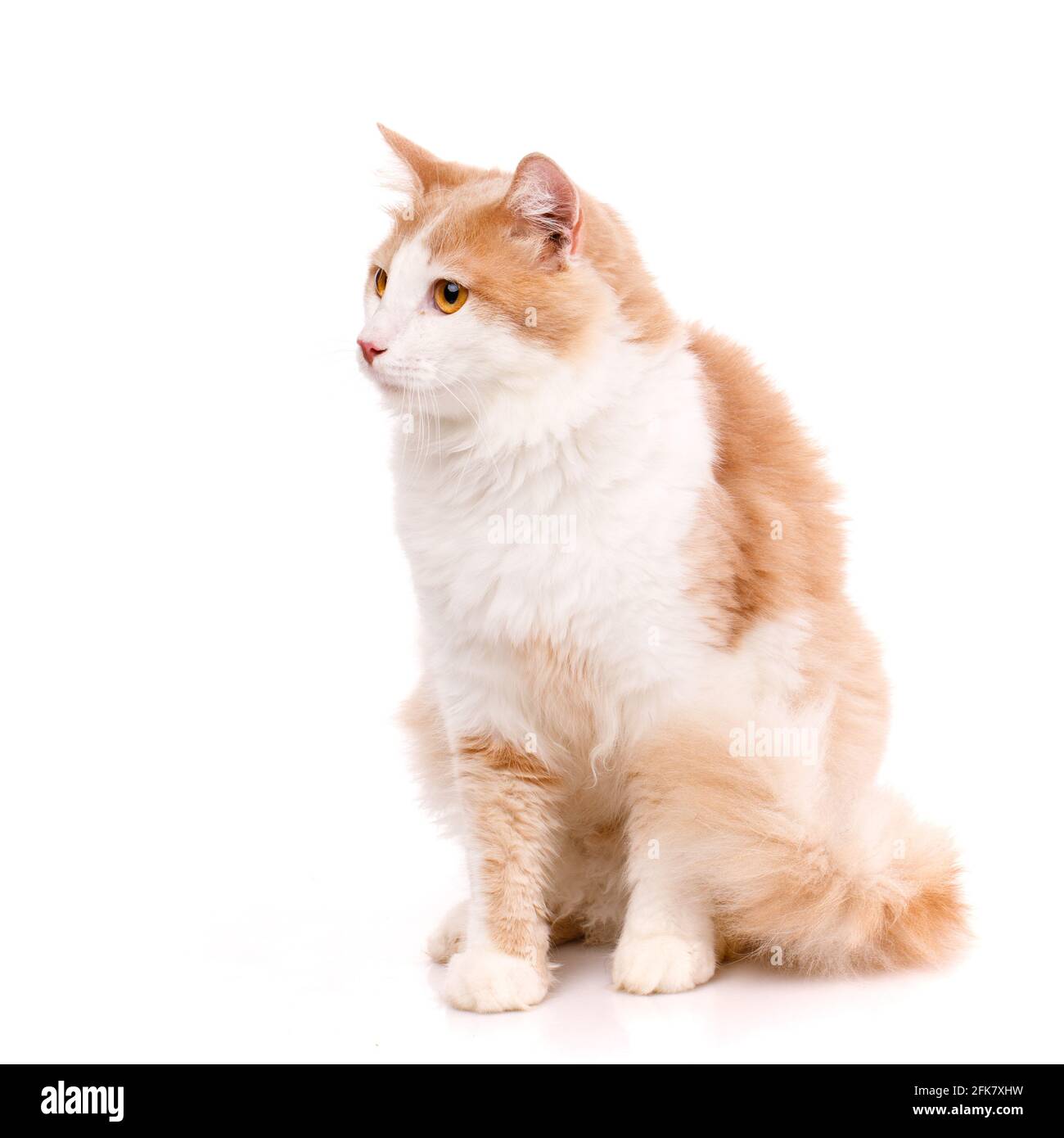 Close up of a big domestic cat with light fur and yellow eyes on a white background and looking to the side. Adorable domestic pets. Stock Photo
