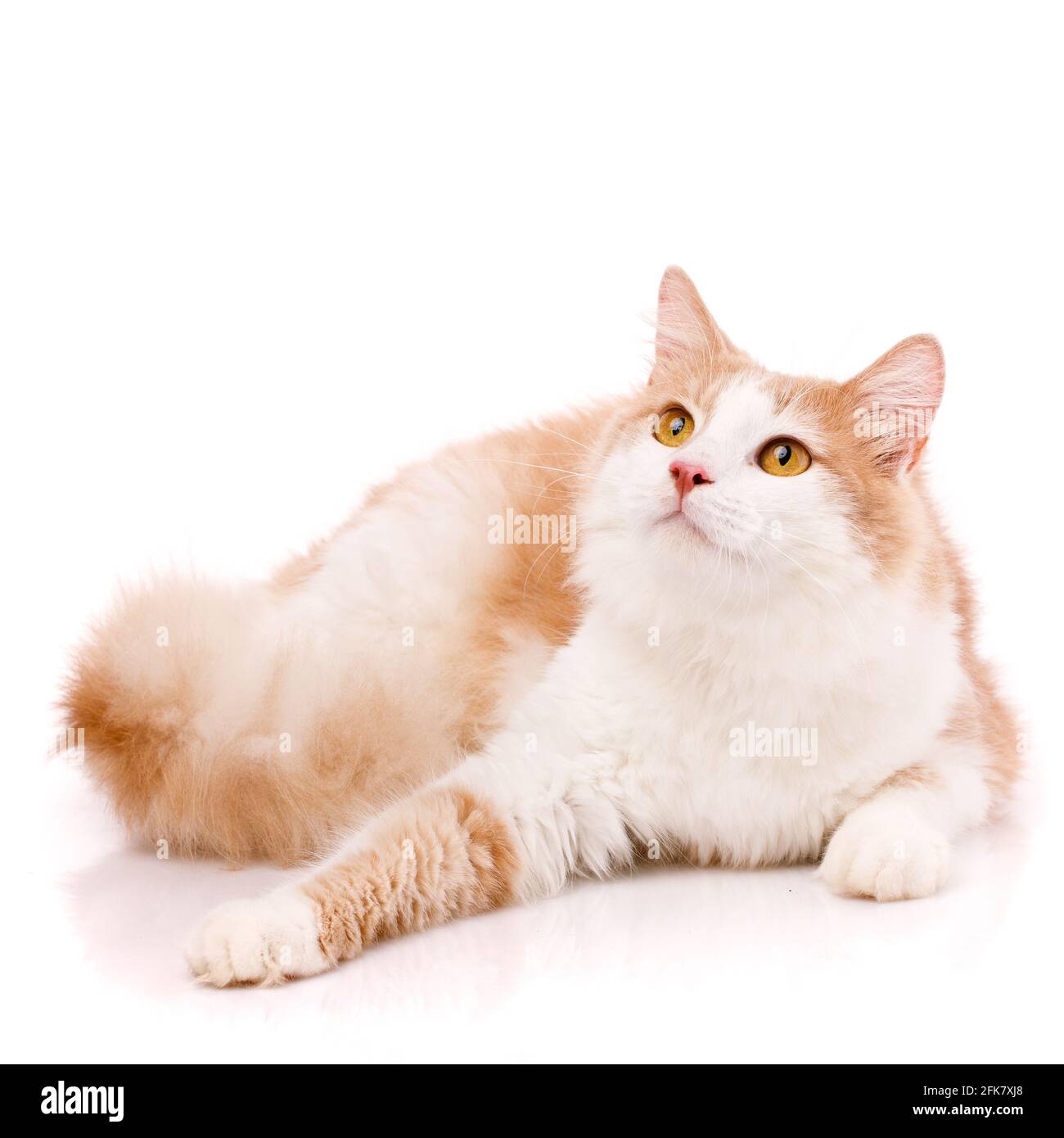 Satisfied domestic cat with light fur and yellow eyes lies on a white background with an outstretched paw and looks up. Cat for food advertising. Play Stock Photo