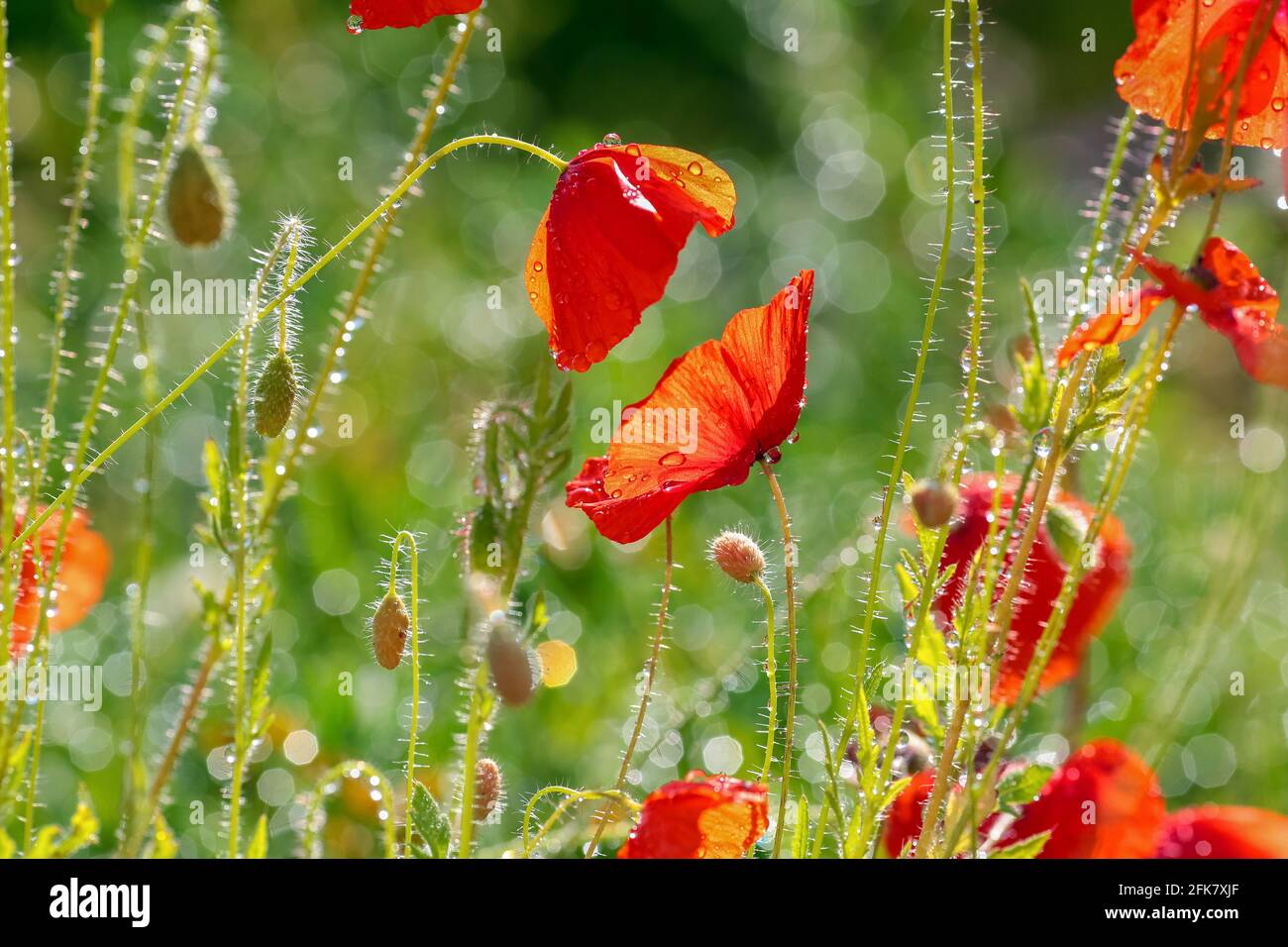 Summer background with blooming red poppy covered with water drops ...