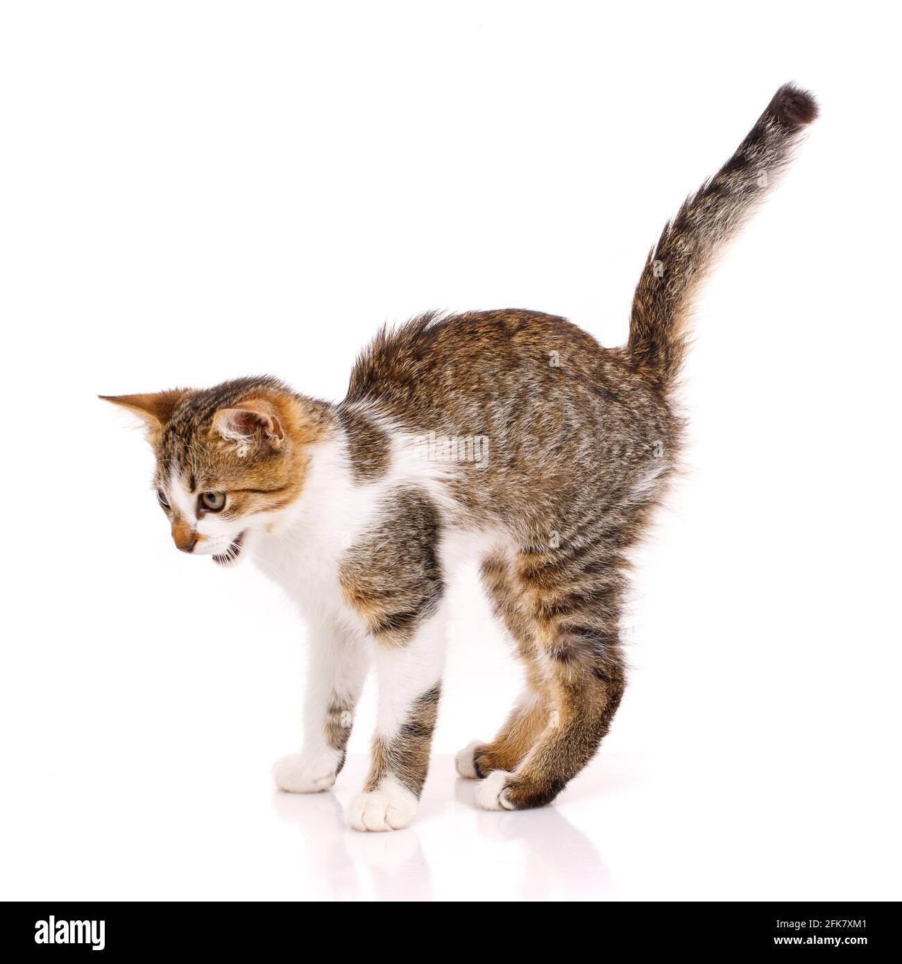 Frightened little kitten with white and brown fur stands with its tail raised and meows angrily. Isolated on a white background. Concept of pets and c Stock Photo