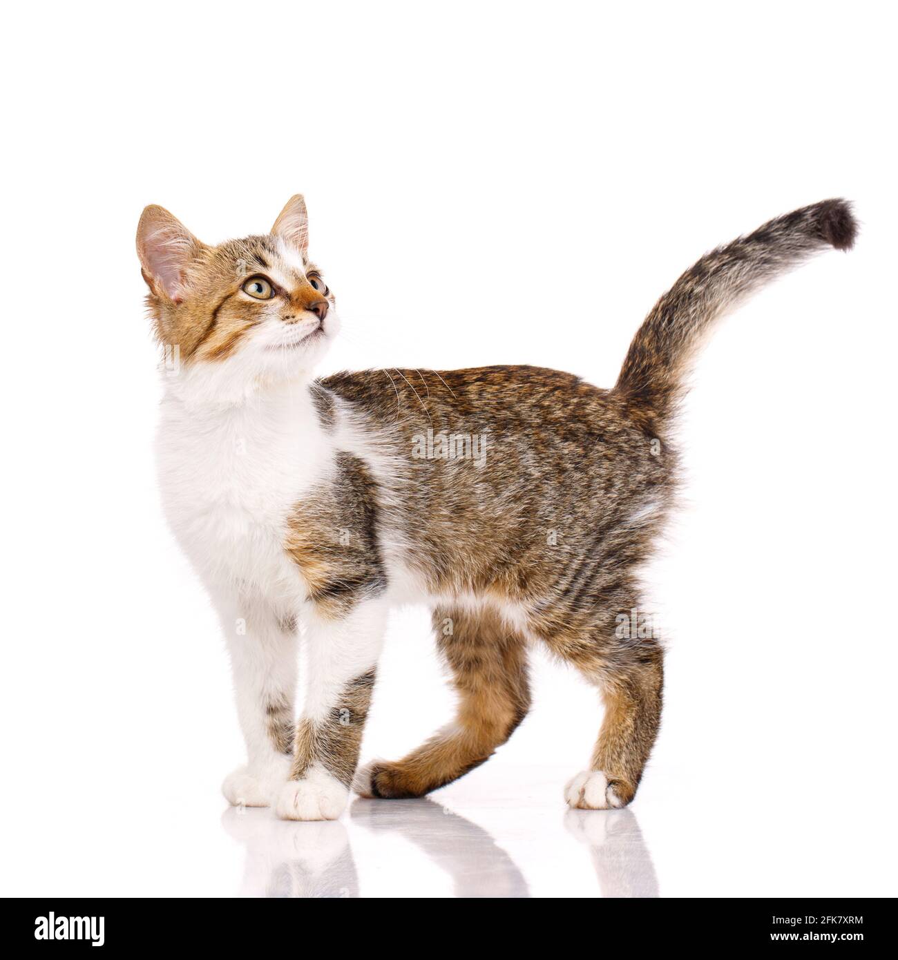 Interested tricolor cat stands sideways to the camera with its tail raised. Pets. Stock Photo