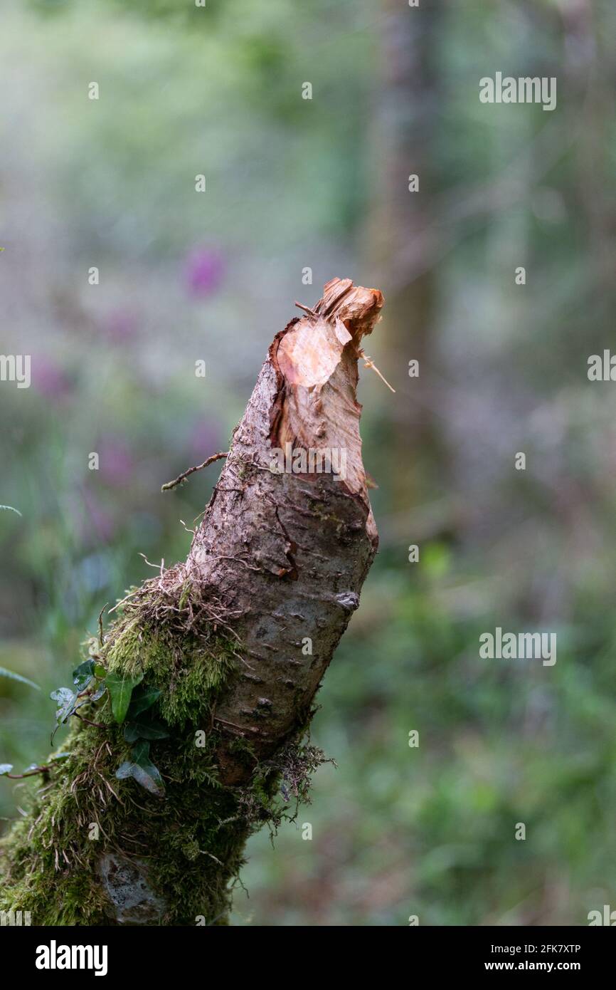 A gnawed branch, the work of a Eurasian Beaver Stock Photo