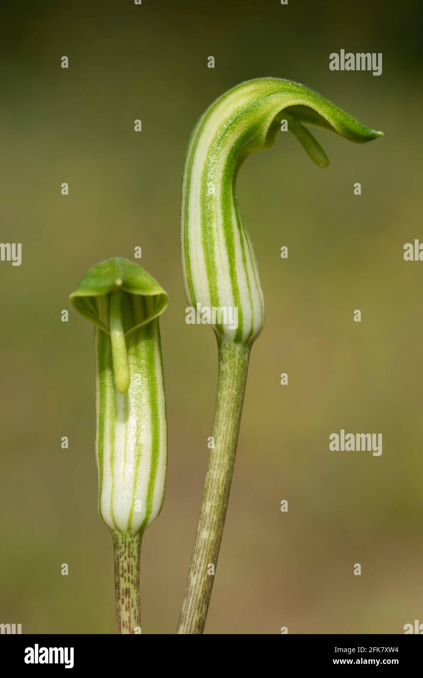 Close up of blooming Arisaema or Fire Flask Lily which grows with green and white striped blooms in spring Stock Photo