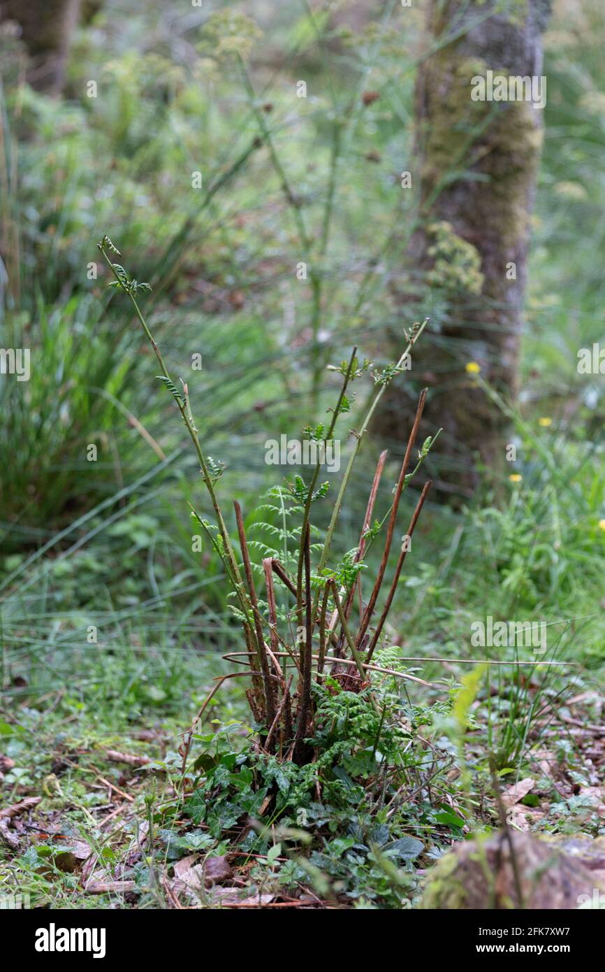 Eurasian Beavers love to eat firns leaves, as you can see this plant has been stripped Stock Photo