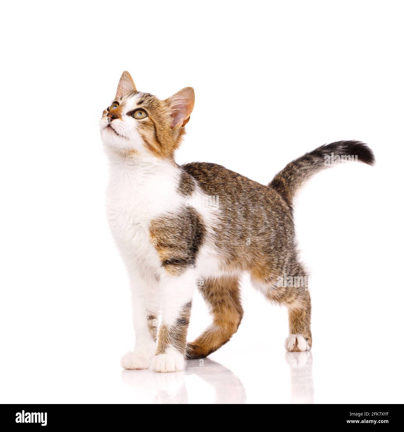 Friendly pet. Small cat with white and brown fur looks up intently on a white background. Stock Photo