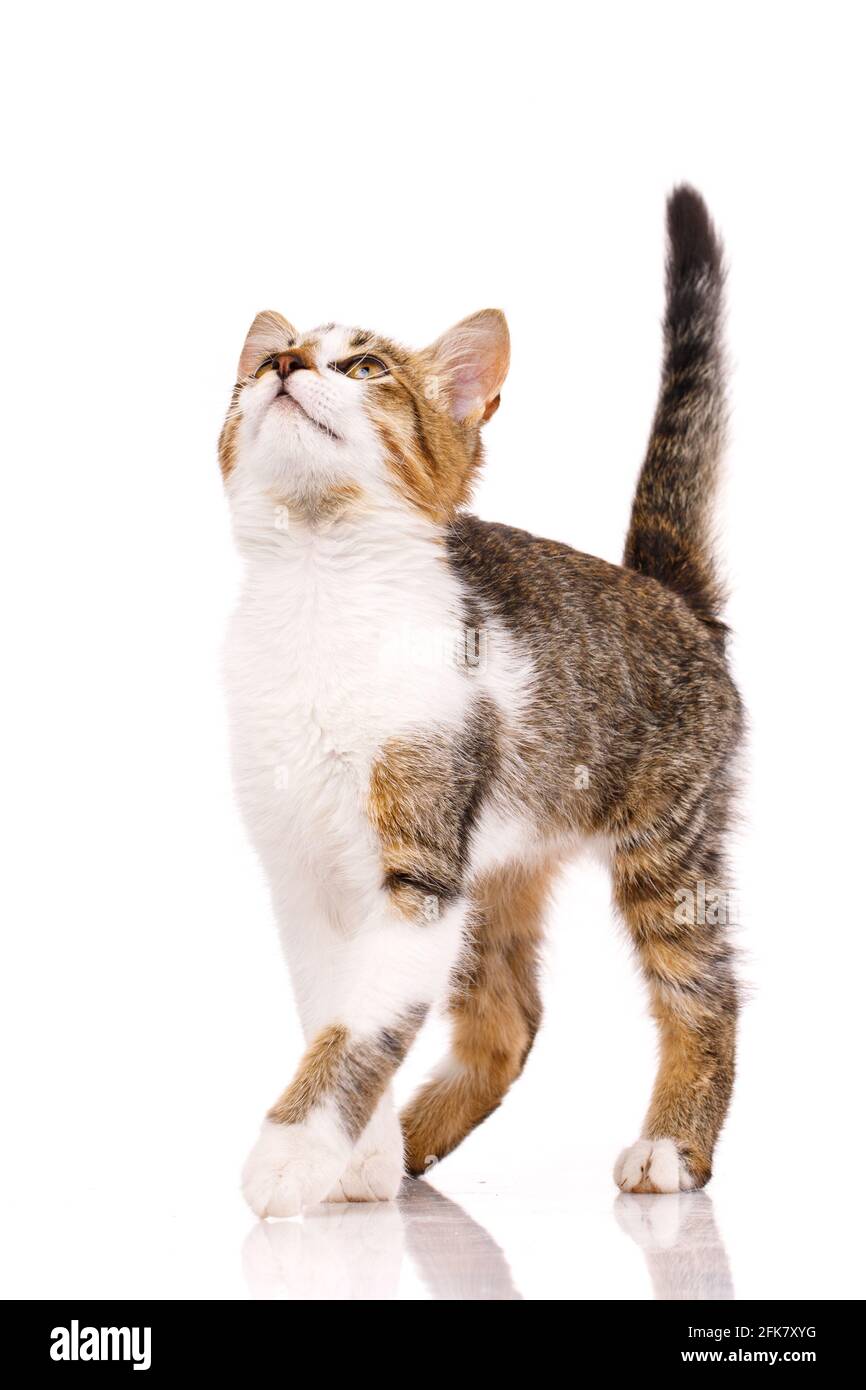 Small cat with white and brown fur looks up intently on a white background. Friendly pet. Tricolor kitten posing in the studio. Stock Photo