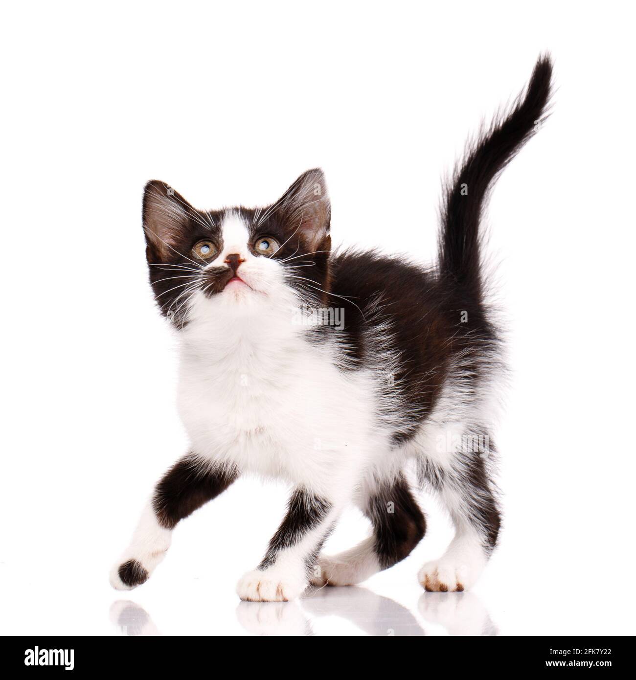 Very small playful black and white kitten is going to jump up on a white background. Kitten looks closely watching the target. Stock Photo