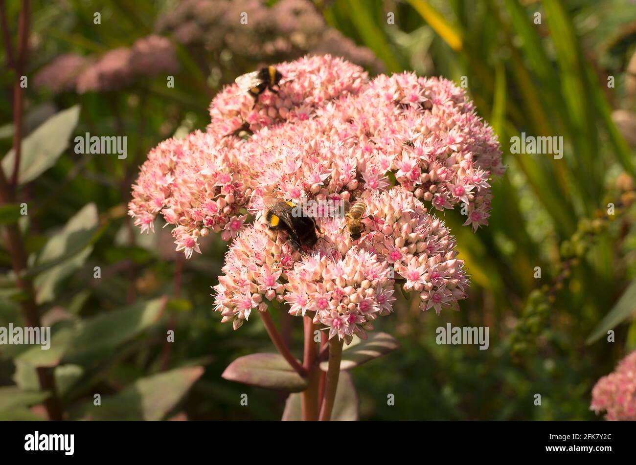 Bees and other winged insects collecting pollen from the flowers of Sedum spectabile in Autumn in an English garden Stock Photo