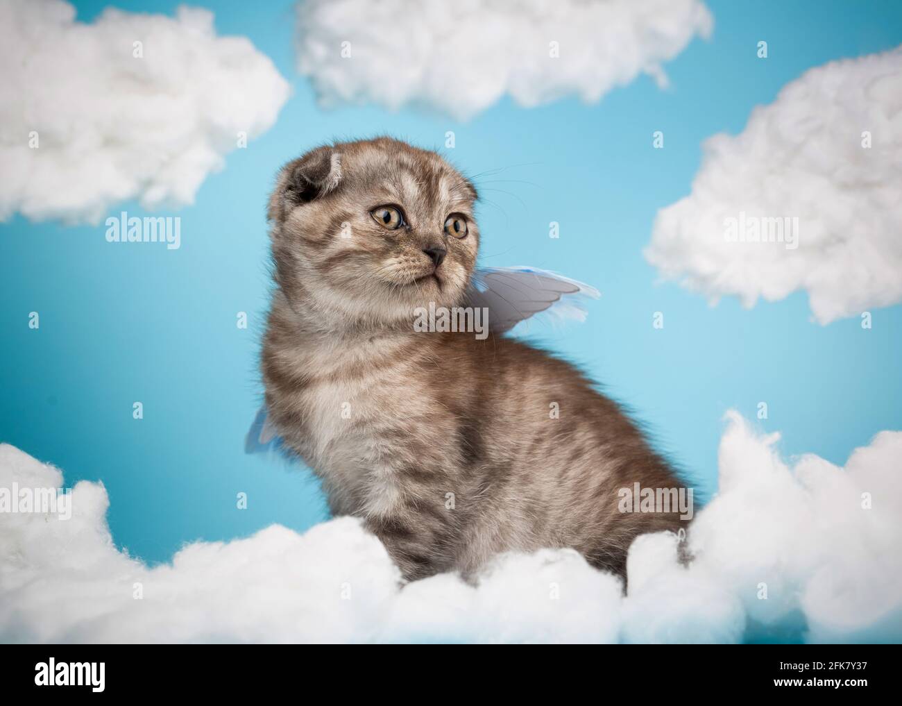 Cute charming angel shaped scottish kitten with purple little wings sits on a blue sky background among white clouds. Portrait of lovely dark gray str Stock Photo