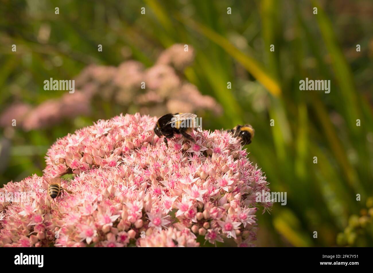 Bees and other winged insects collecting pollen from the flowers of Sedum spectabile in Autumn in an English garden Stock Photo