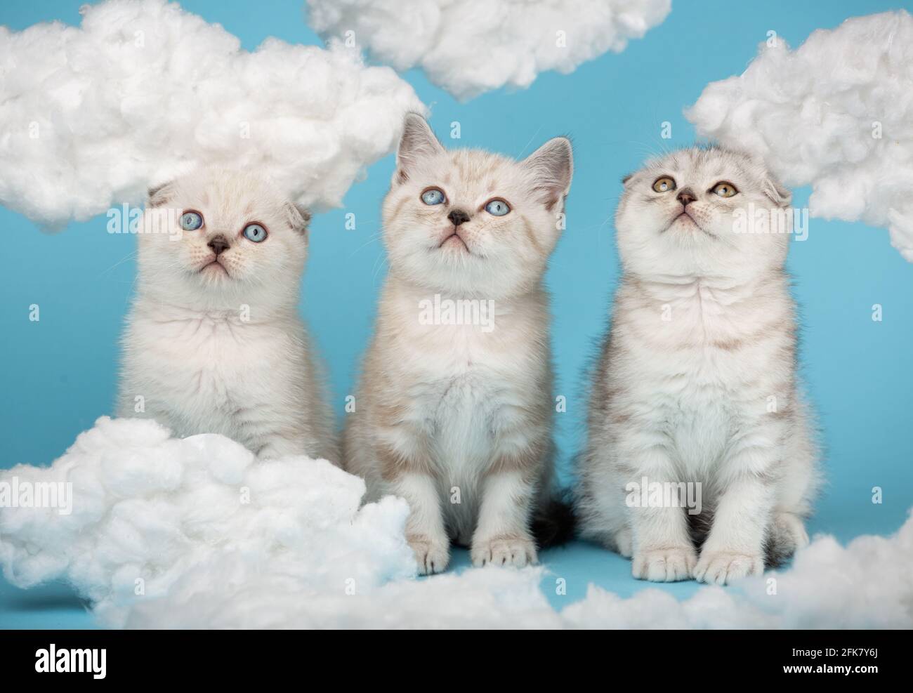 Scottish light gray striped kittens raised their heads and looked up against the sky with white fluffy clouds. Portrait of purebred cats. Photo collec Stock Photo