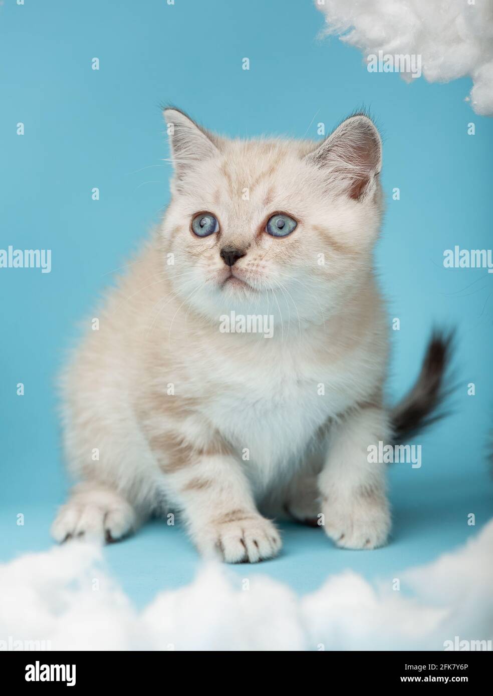 Playful cream-colored Scottish kitten with blue eyes sits on a blue background and is about to attack. Pets, animals and cats concept. Stock Photo