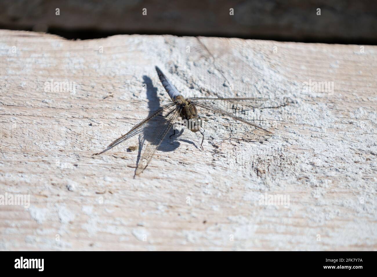 Blue Dragon Fly sitting on some dry wood, resting its wings Stock Photo