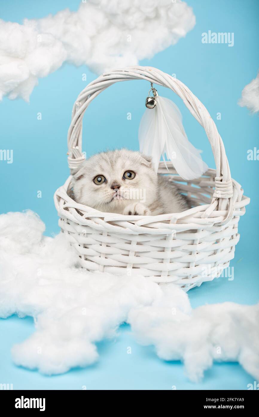 Small gray Scottish kitten lies in a white wicker basket decorated with feathers and looks up dreamily with yellow eyes. Blue background, sky installa Stock Photo